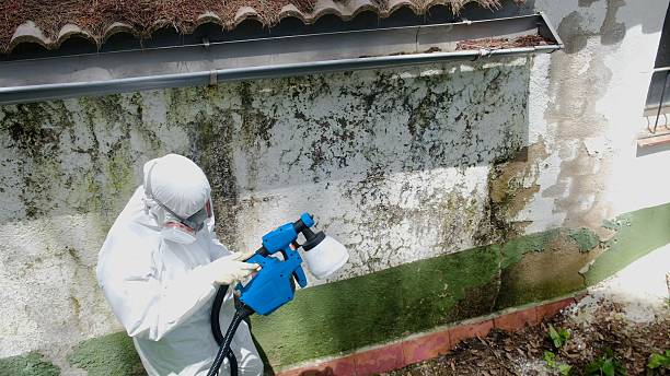 Top rated local Basement Mold Remediation specialists in Sperryville, VA